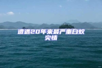 遭遇20年來最嚴重白蟻災情