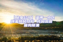 【除蟲公司】淄博一小區跳蚤擾民攻陷 或因流浪貓狗聚集