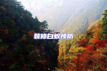 裝修白蟻預(yù)防