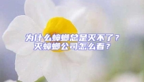 為什么蟑螂總是滅不了？滅蟑螂公司怎么看？