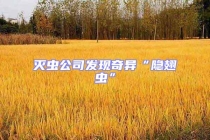 滅蟲公司發(fā)現奇異“隱翅蟲”