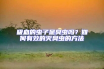 吸血的蟲子是臭蟲嗎？如何有效的滅臭蟲的方法