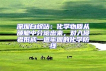 深圳白蟻站：化學(xué)物質(zhì)從額腺中分泌出來(lái)，對(duì)入侵者形成一道牢固的化學(xué)防線