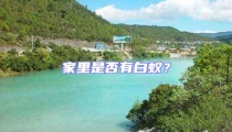 家里是否有白蟻?