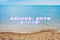 深圳白蟻危害！本月下旬進(jìn)入分飛期！