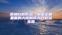 深圳白蟻防治:別墅花園里面的大榕樹成為白蟻滋生源