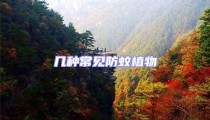 幾種常見(jiàn)防蚊植物