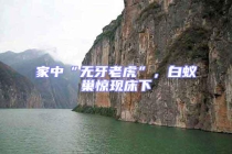 家中“無牙老虎”，白蟻巢驚現床下