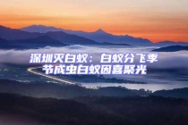 深圳滅白蟻：白蟻分飛季節(jié)成蟲白蟻因喜聚光