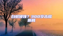 白蟻侵蝕？300歲古榕斷臂