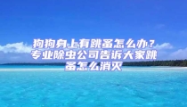狗狗身上有跳蚤怎么辦?專業除蟲公司告訴大家跳蚤怎么消滅