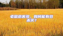 老鼠危害多,如何能有效殺滅?