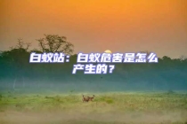 白蟻站：白蟻危害是怎么產生的？